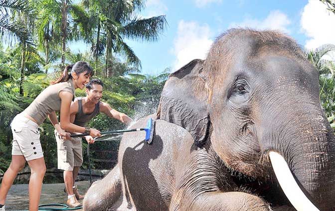 gallery-bali-elephant-safari-03