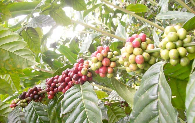 gallery-bali-natural-hot-spring-03