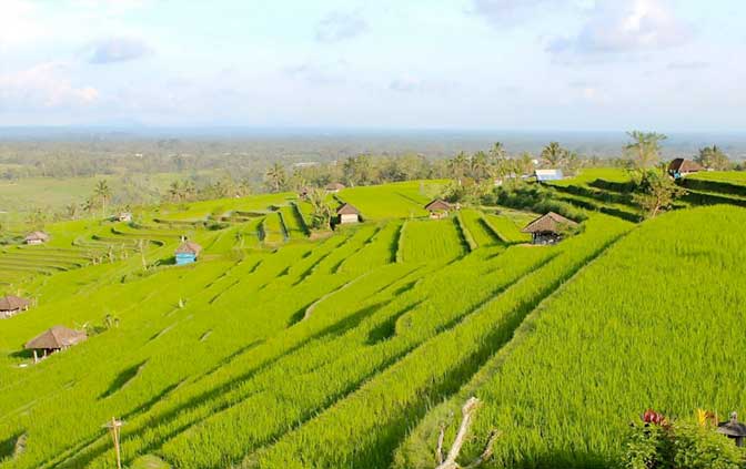 gallery-bali-rice-terrace-01