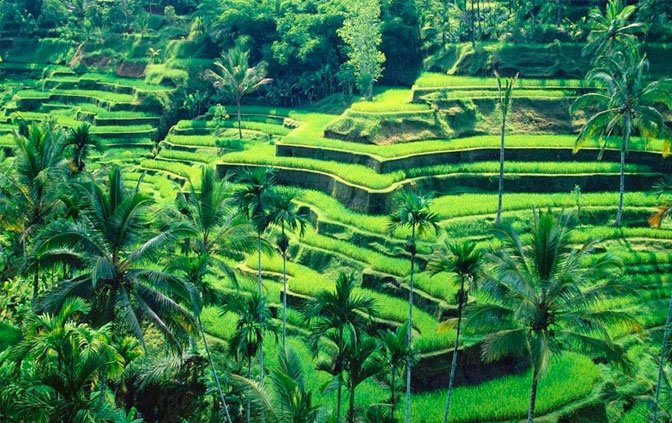 gallery-ubud-village-afternoon-tour-01